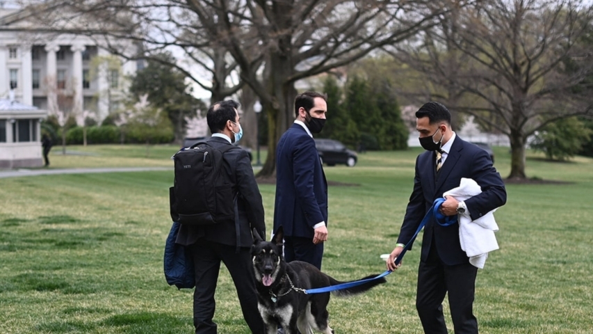 President Biden’s Dog Major Still at White House After New Biting Incident