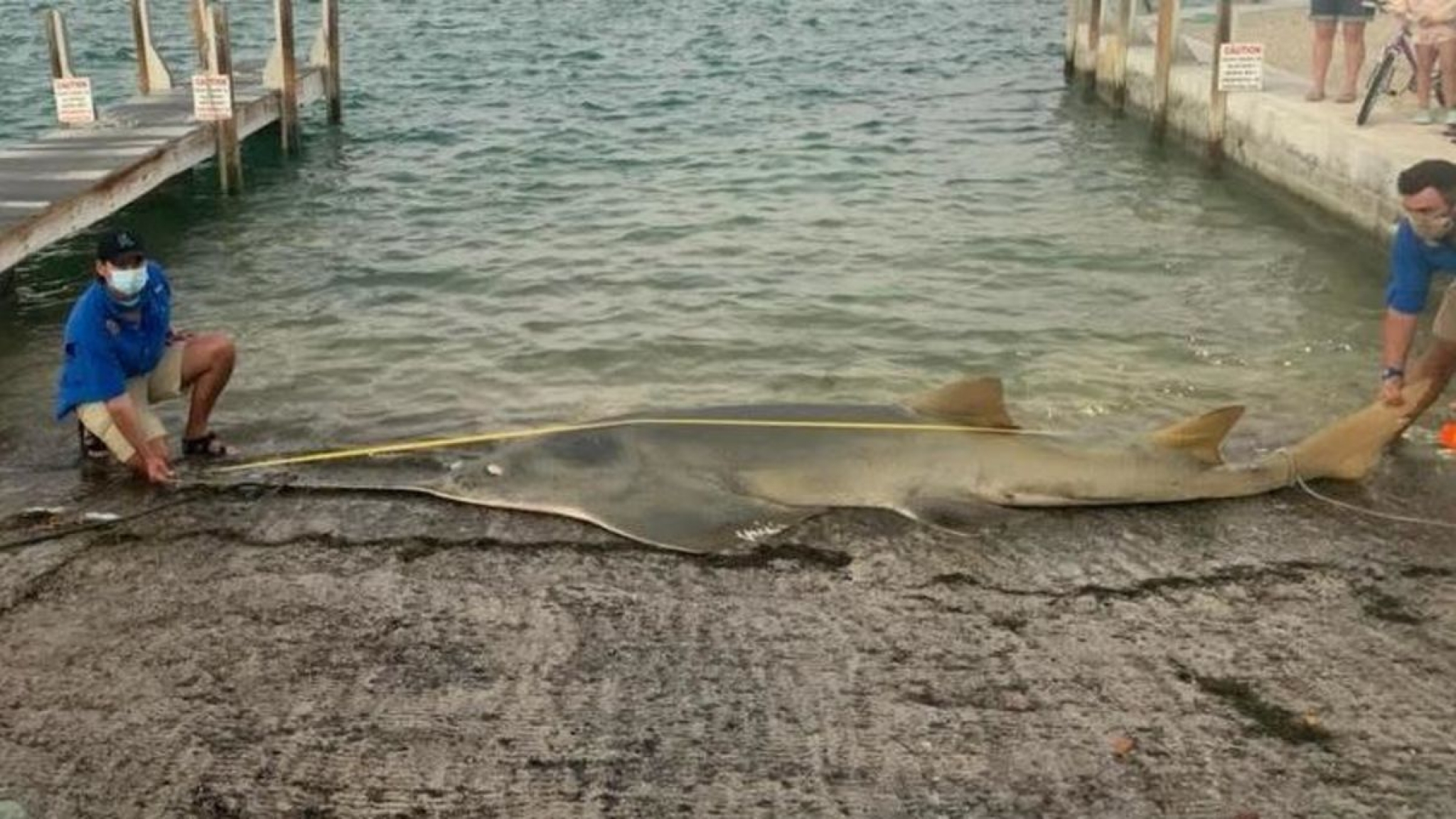 The Biggest Smalltooth Sawfish Ever Measured Washed Ashore in Florida
