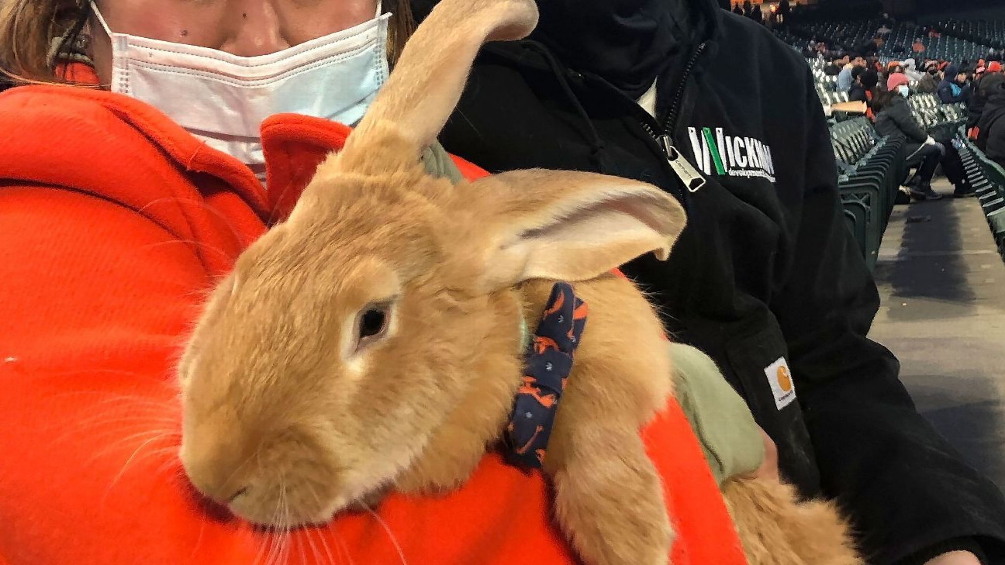 Therapy bunny in stands a hit at Giants’ ballpark