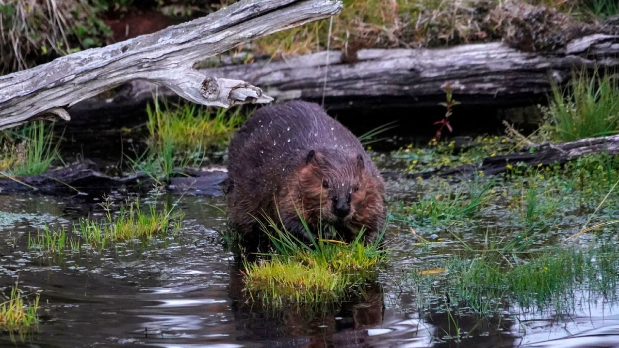 Internet Outage in Canada Blamed on Beavers Gnawing Through Fiber Cables