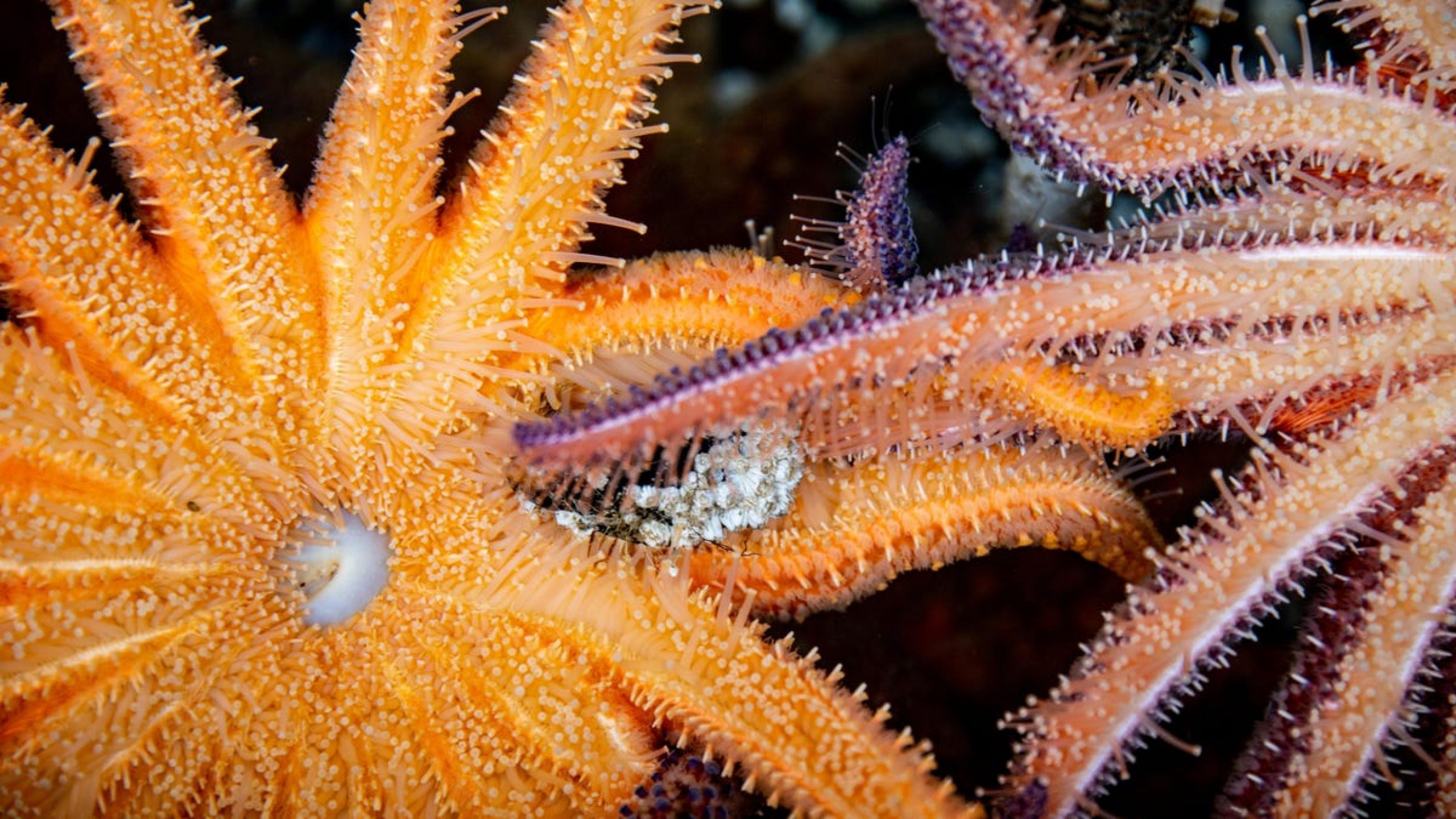 Scientists Are Racing to Save These Sea Stars From Extinction