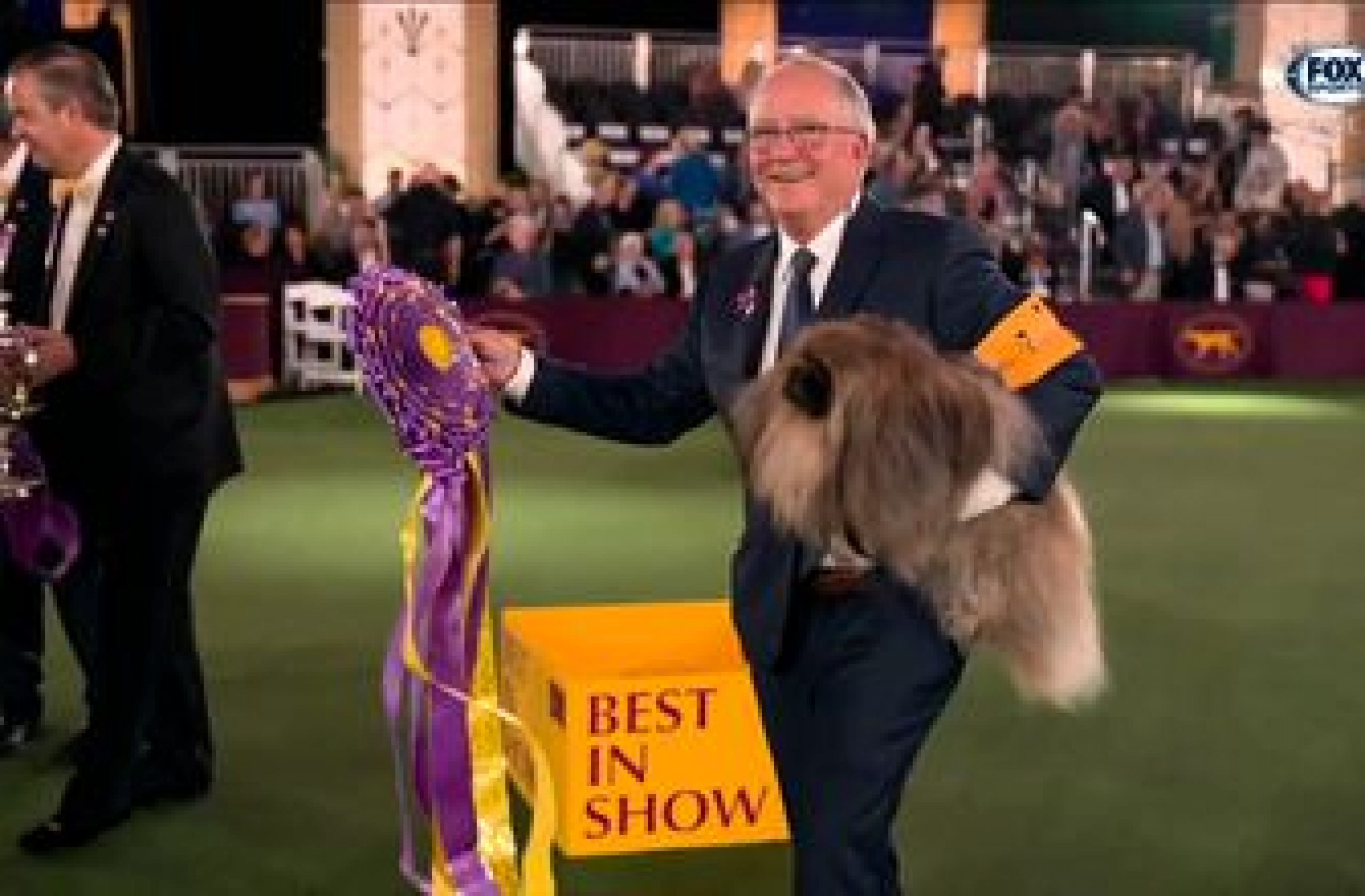 Wasabi, the Pekingese, crowned Best in Show at 145th Westminster Kennel Club Dog Show