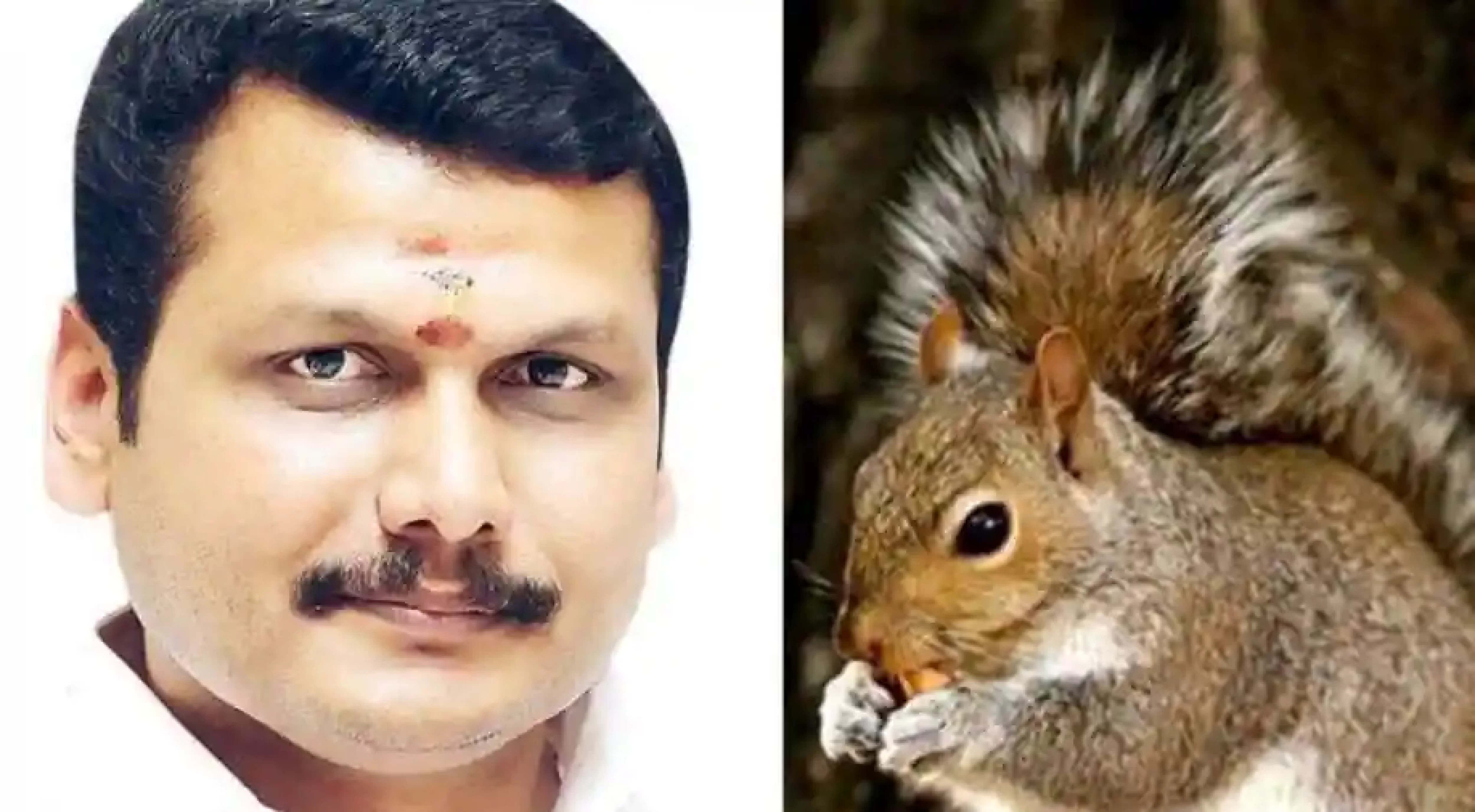 Twitter trends ‘squirrels’ after TN minister blamed them for causing power outages