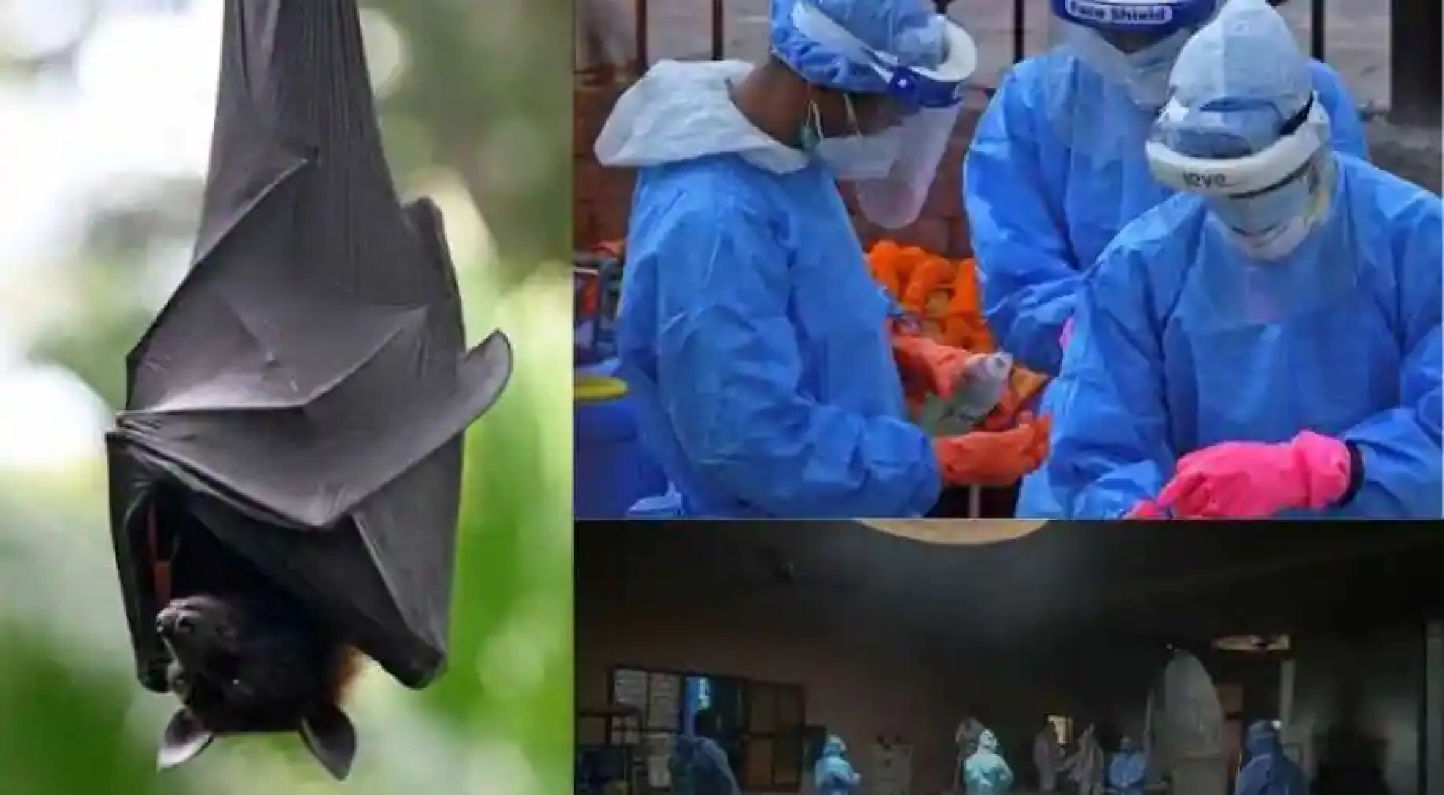 Researchers discover Nipah virus antibodies in bats from Maharashtra’s Mahabaleshwar cave