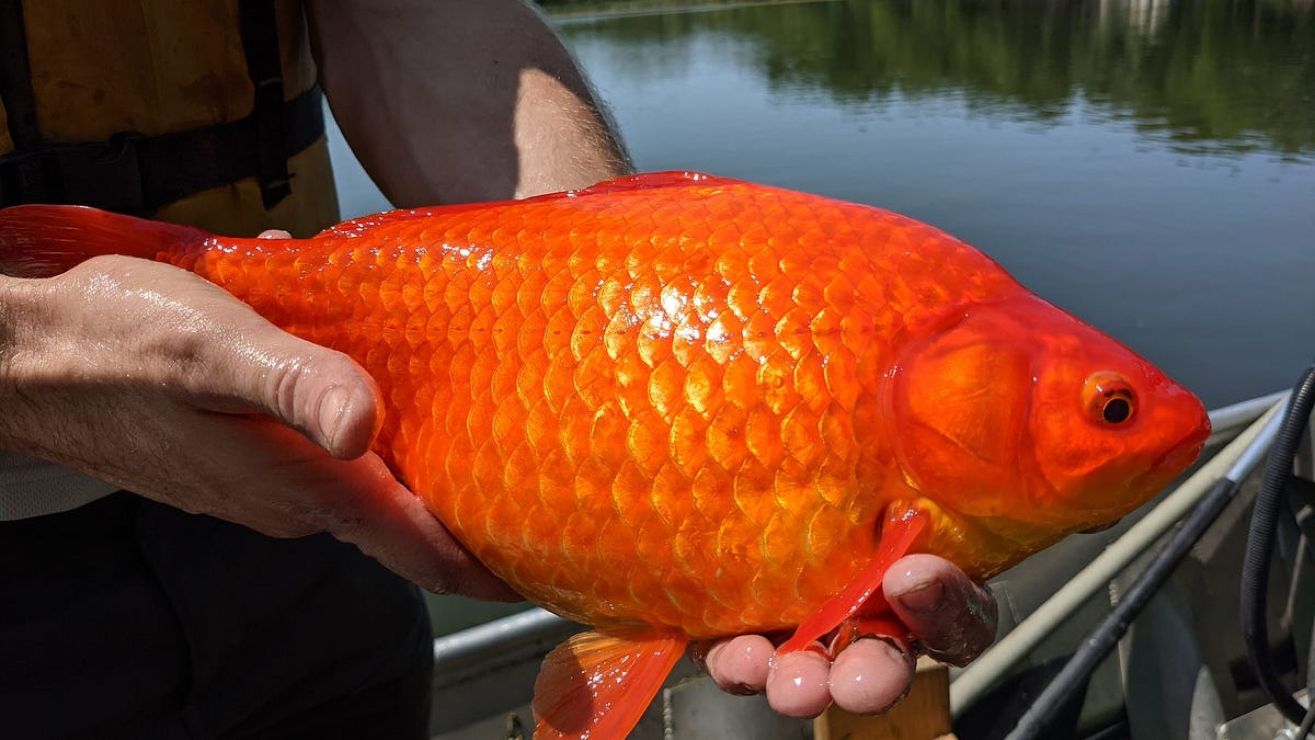 Stop Dumping Your Pet Goldfish Into Lakes
