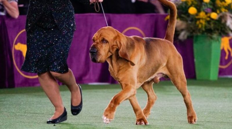 Trumpet the bloodhound wins at Westminster