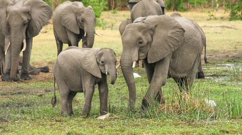 Zimbabwe: Delhi Court Won’t Send African Elephant Gifted to India Back to Zimbabwe
