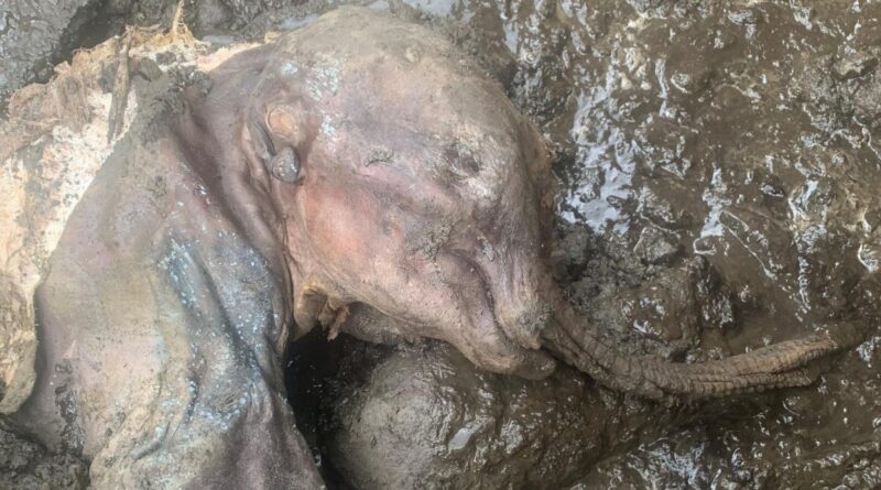 ‘Gasps’ as Scientists Reveal Preserved Baby Woolly Mammoth