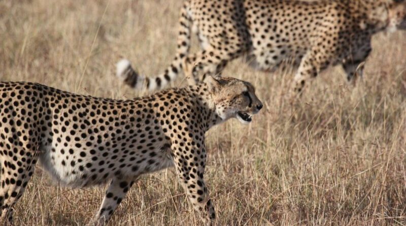 Namibia: India Rejects Three Namibian Cheetahs