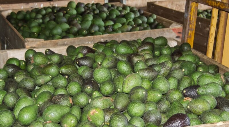 Kenya: First Consignment of Fresh Avocados From Kenya Hits Chinese Market