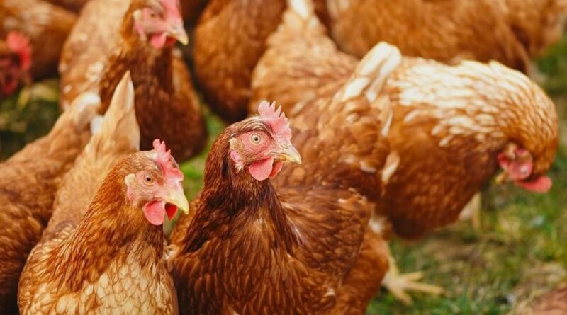 Belgium reports bird flu outbreak on farm near Dutch border