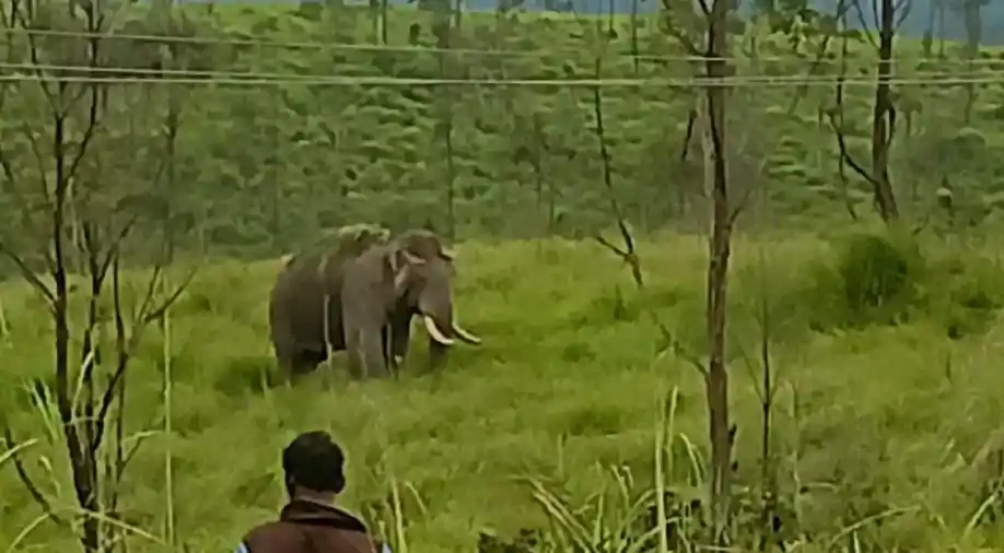 Watch: Kerala man holds onto dear life, sits on a tree to escape wild elephants