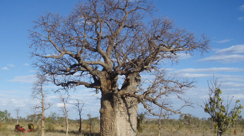 Researchers Race to Preserve Centuries-Old Carvings on Australian Boab Trees