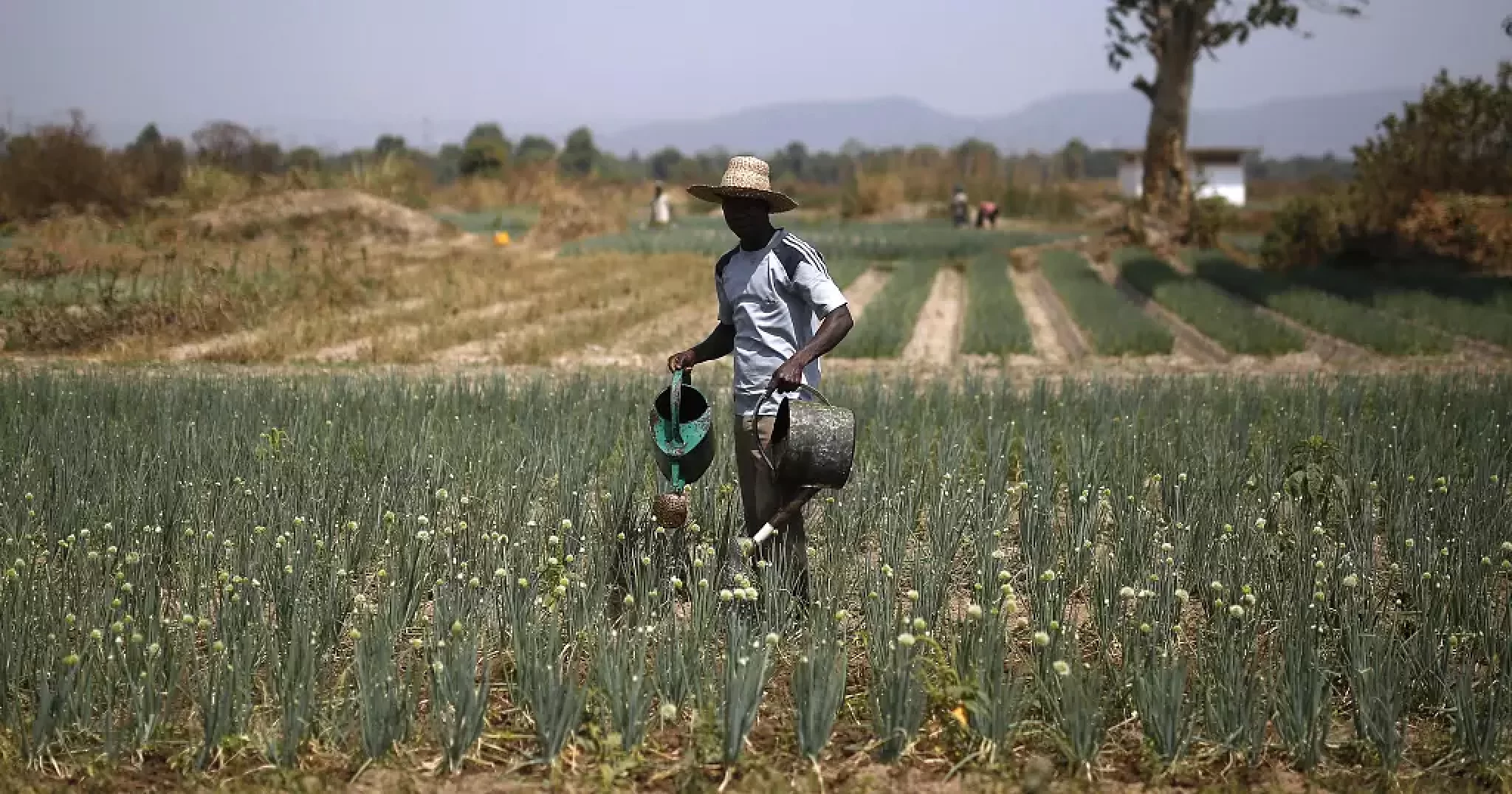 Challenges of farmers under the spotlight at COP 27