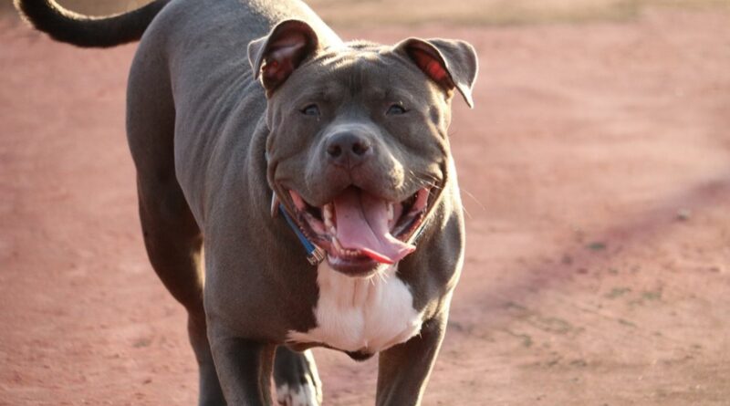 South Africa: We Can’t Handle Flood of Surrendered Pit Bulls