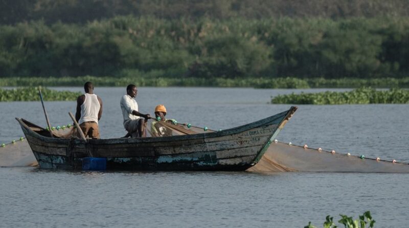 Disaster strikes fish farming in Kenya