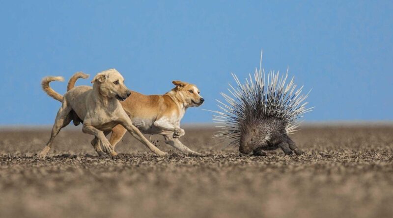 Gutsy Dogs, Dueling Birds, and Other Award-Winning Animal Photos
