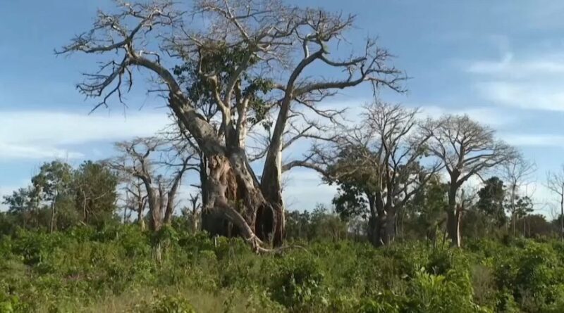Kenya’s baobab trees face new threats