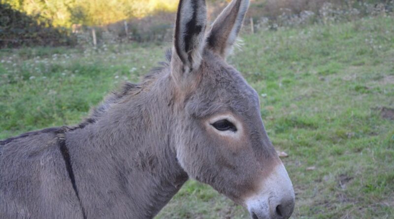 West Africa: West Africa’s Donkeys Fall Prey to Organised Crime