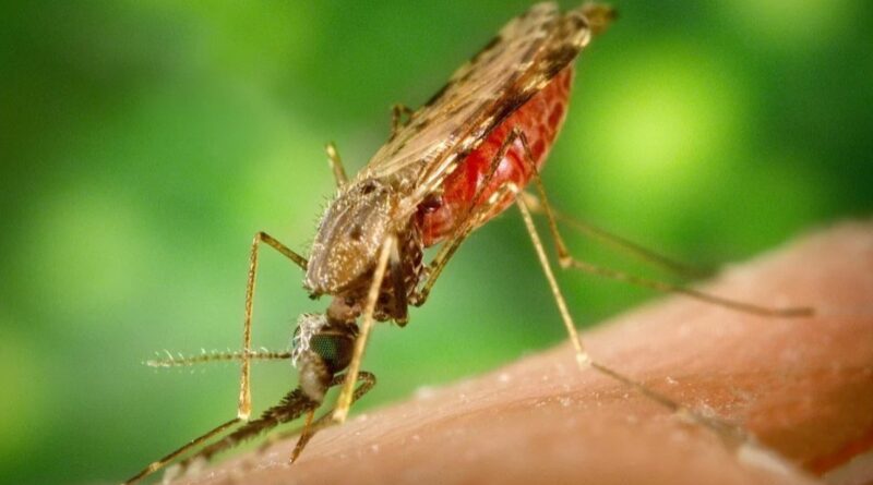 Uganda: With a U.S. $587 Million Boost, Uganda to Take Malaria Battle to Homes