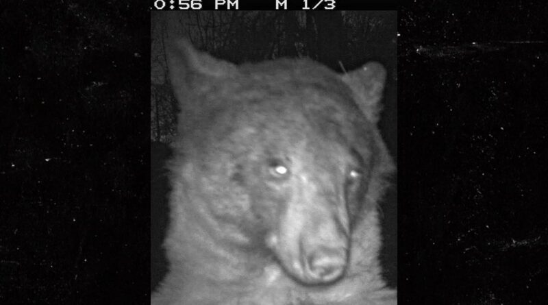 Colorado Bear Takes 400 Selfies On Trail Camera