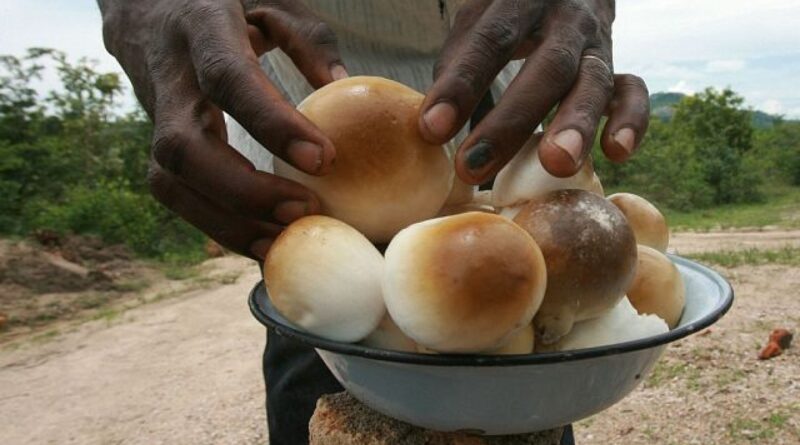In Zimbabwe, wild mushroom trade supplements family incomes