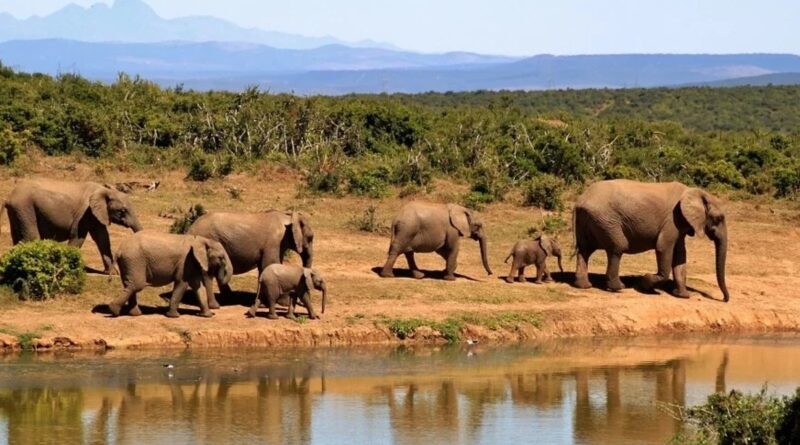 Uganda: Strategies Rural Communities Use to Deter Wildlife from Crops #AfricaClimateHope