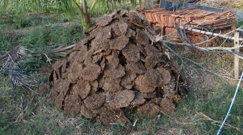 Kenya: Energy Ministry to Build Cow Dung Biogas Plants in 20 Counties