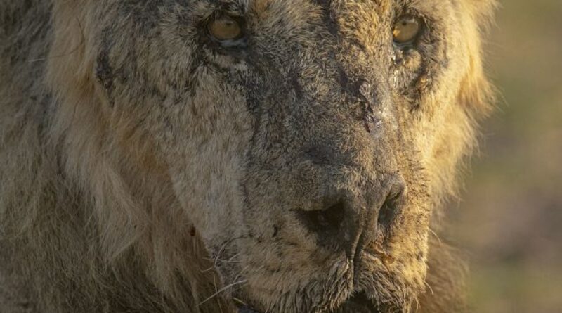 10 lions killed in Kenya’s Amboseli National Park