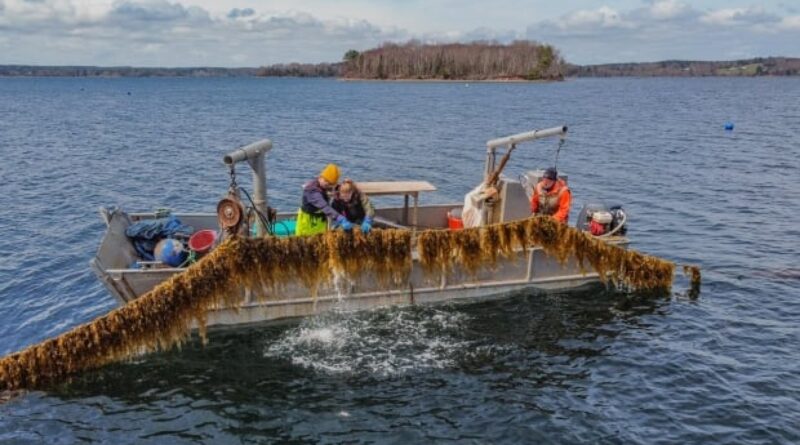 Nova Scotia clears the way for kelp farming, an untapped market that could be worth millions
