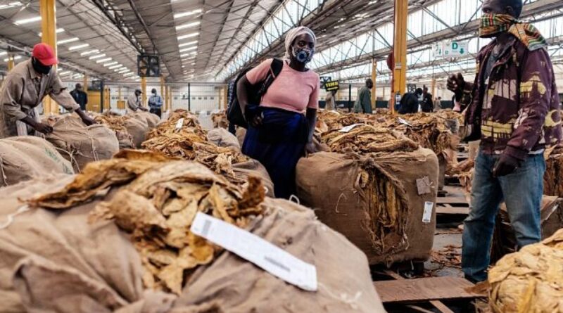 Zimbabwe reports record tobacco sales