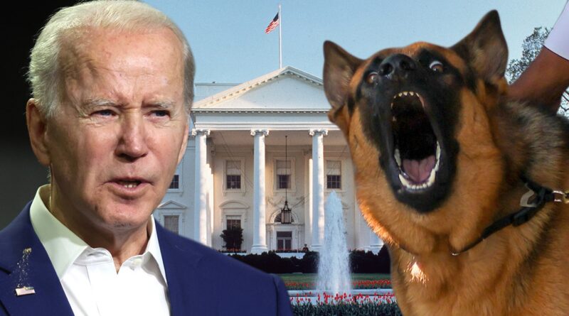 Biden’s Press Secretary Says Commander the Dog Bit 7 Due to White House Stress