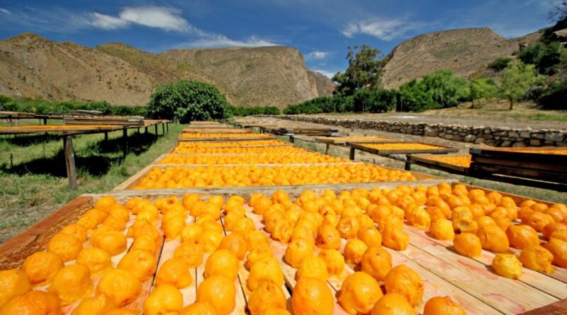 South Africa: ‘Erroneous’ EU Citrus Grading Puts 70,000 Jobs, U.S.$800 Million Revenue at Risk