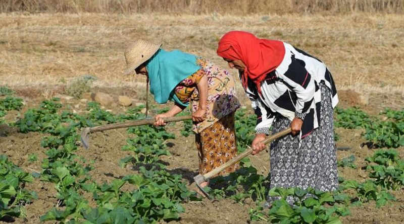 Working in the heat: Tunisian farm labourer says ‘we have no choice’