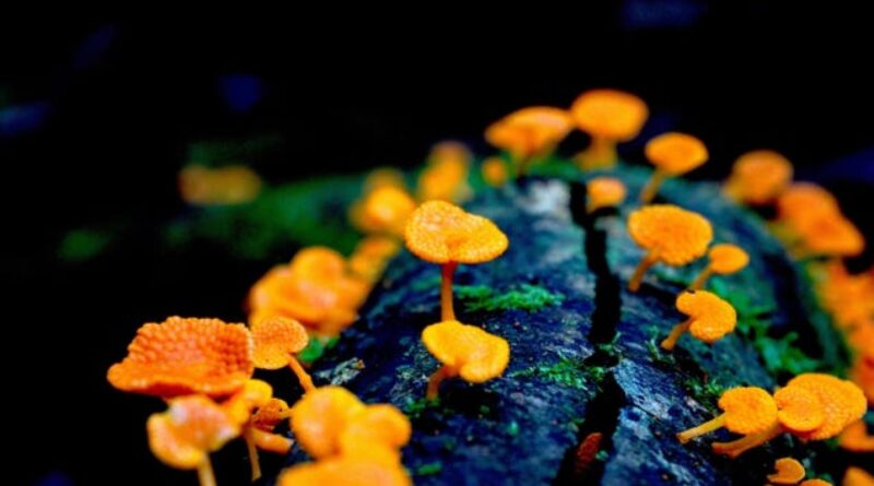 Check Out These Winning Pics of Plants, Fungi, Whales, and Dinosaurs