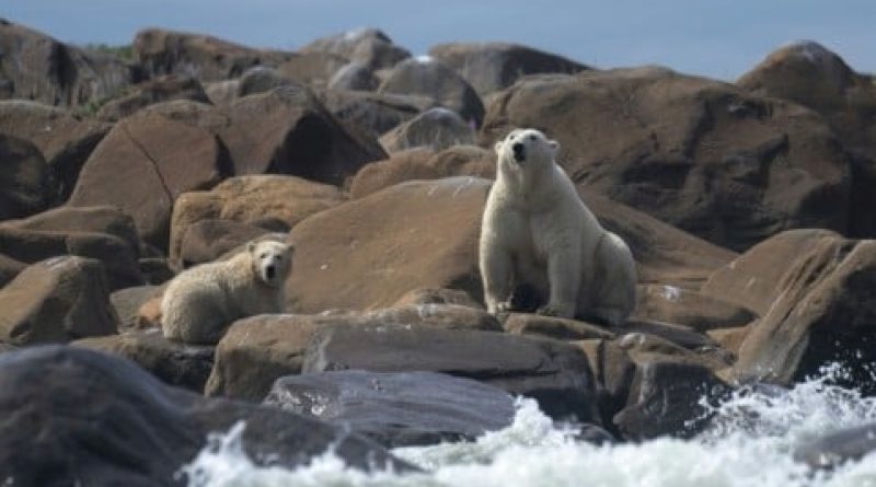 Study quantifies link between greenhouse gases, polar bear survival