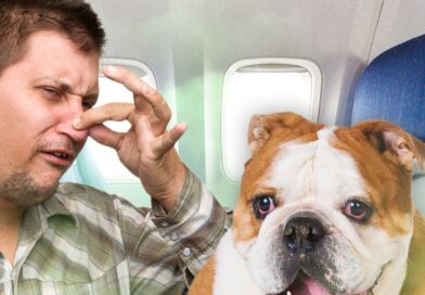 Farting Dog on Singapore Airlines Flight Gets Passengers $1,400 Refund