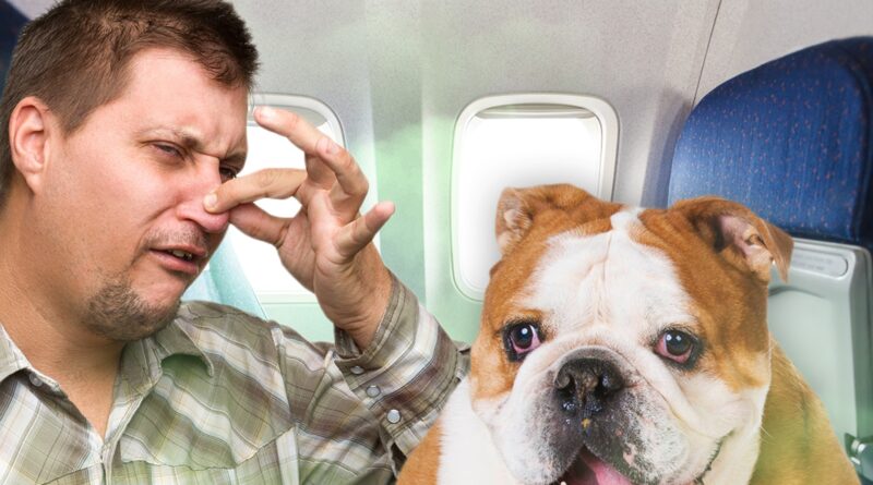 Farting Dog on Singapore Airlines Flight Gets Passengers $1,400 Refund