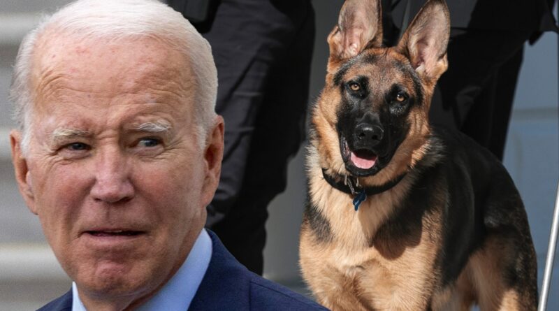 Biden’s German Shepherd Commander Bites Another Secret Service Agent