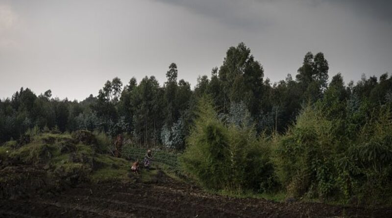 Rwanda: an AI platform for small holder farmers