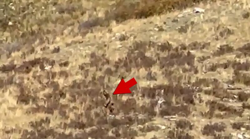 Bigfoot Sighting in Colorado Shows Clear Video of ‘Sasquatch’ Walking