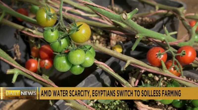 Egypt’s Soilless Farming: Rooting for a Sustainable Future