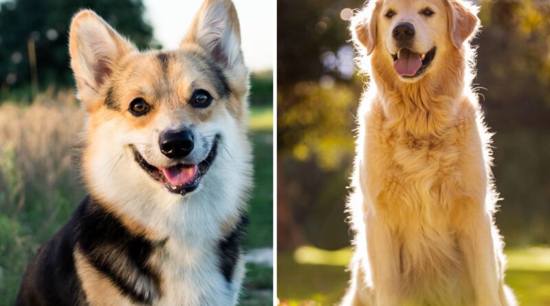 Internet Obsessed With Corgi x Golden Retriever Mix: ‘Best of Both Worlds’