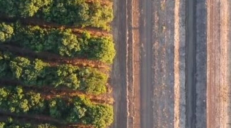 World’s largest sandalwood producer winds up 30 per cent of plantations after review finds them ‘unviable’