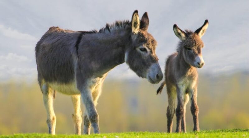 Donkey Meat From Amazon Is Off the Dinner Table in California