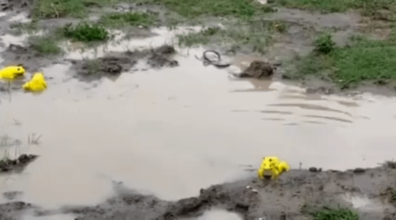 These guys emerged after rains in west India