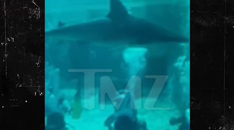 New Videos Show Atlantis Bahamas Shark Tank Two Days Before Child Attacked