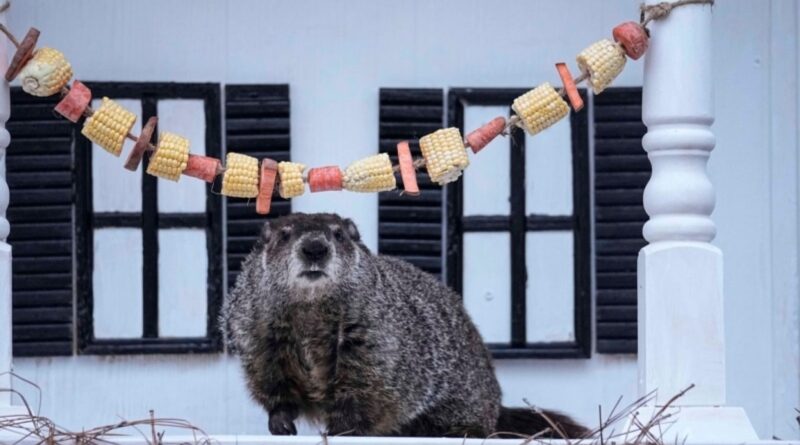 Legendary US Groundhog Predicts Early Spring