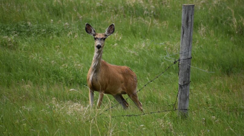 What is chronic wasting disease? A look at ‘very concerning’ cases in Canada