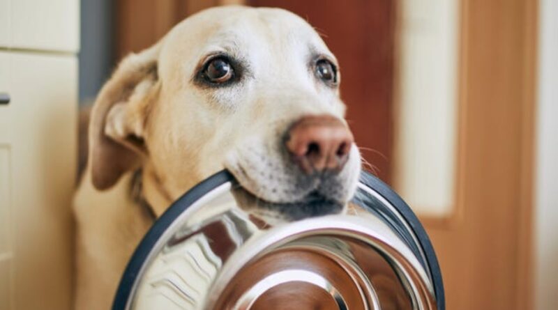 Scientists Figure Out Why Labrador Retrievers Can Never Eat Enough